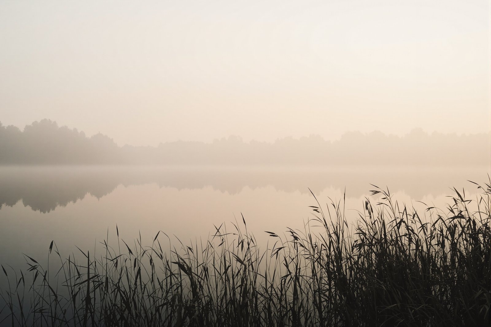 A still lake at dawn with mist on the water and dark reeds in the foreground
